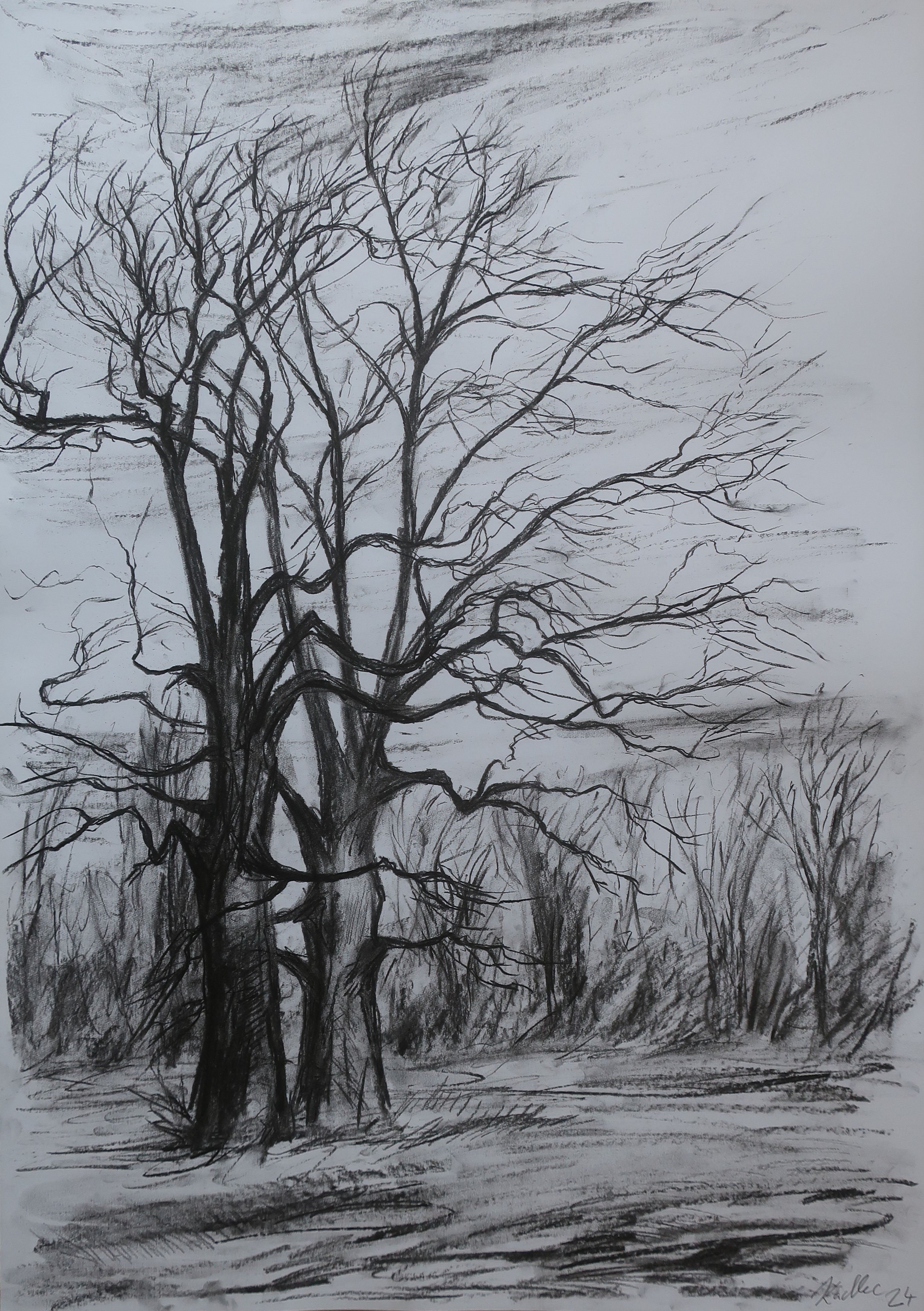 Entwined oaks (84x59 cm)