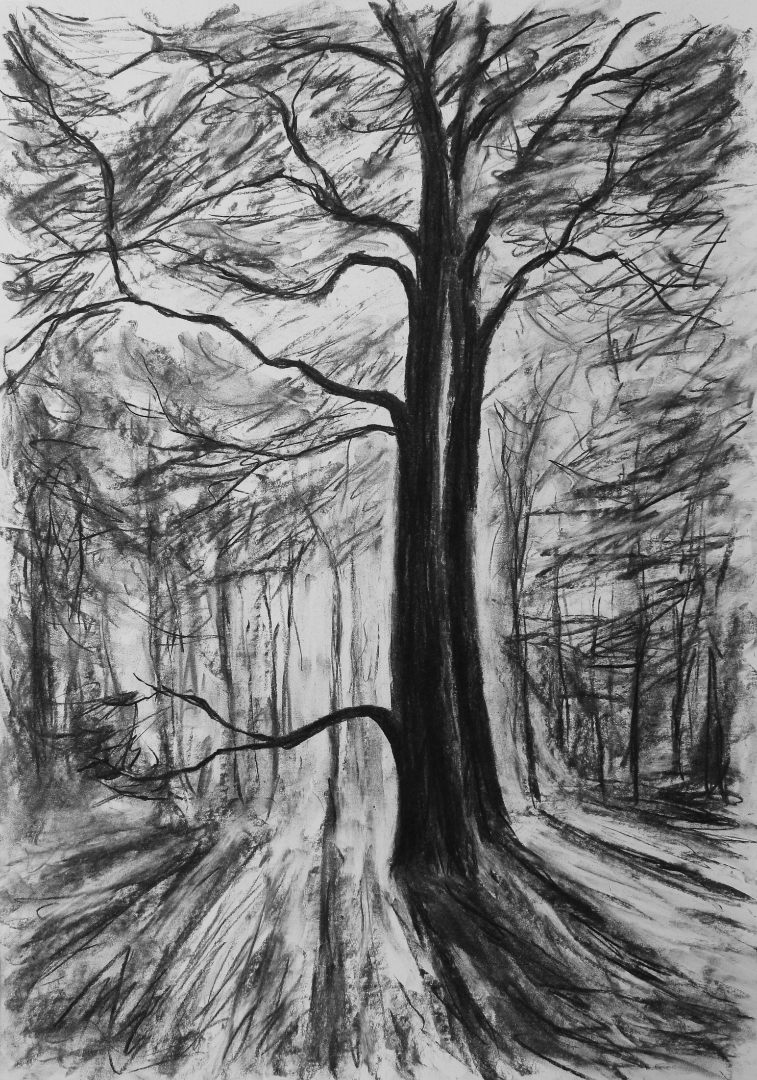 Beeches (84x59 cm)